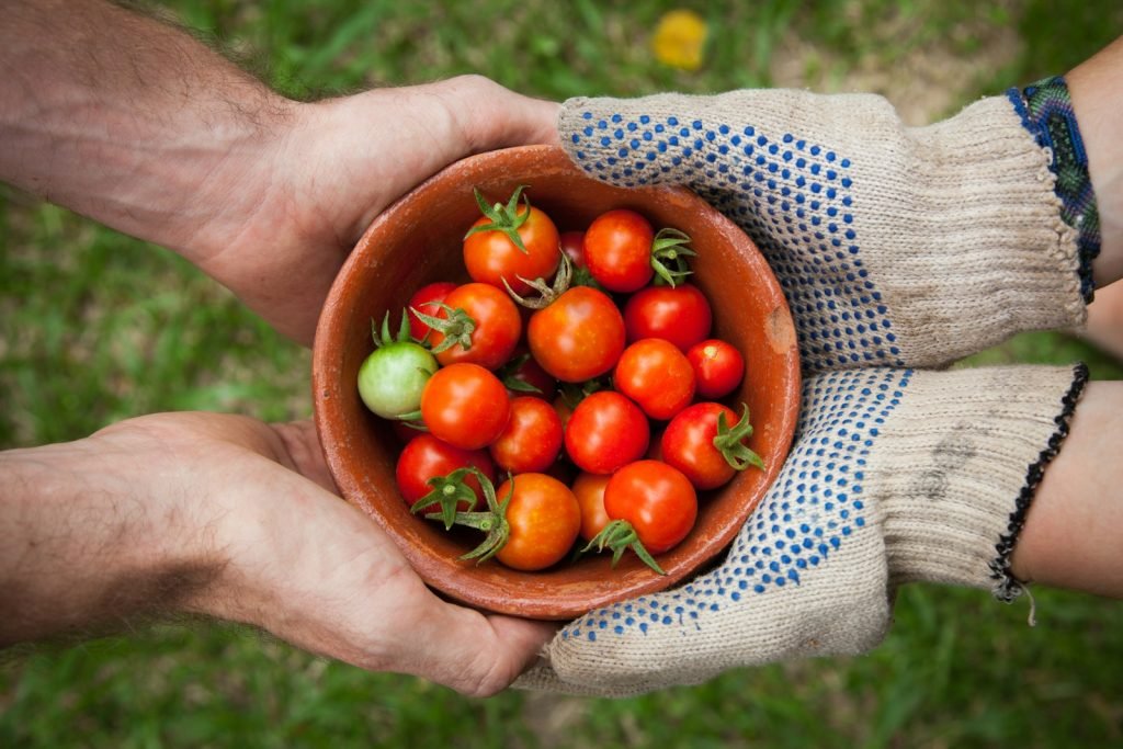 Contactar Pilar Alberola Candasnos - bowl of tomatoes served on person hand