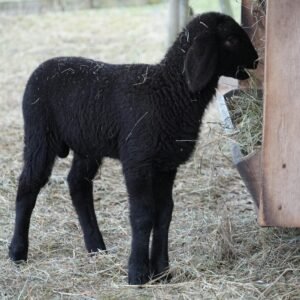 A young black lamb enjoys a meal of hay inside a barn, surrounded by straw.