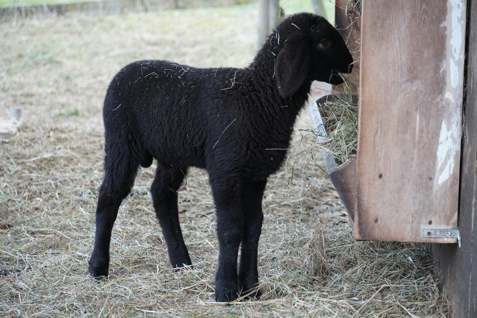 A young black lamb enjoys a meal of hay inside a barn, surrounded by straw.