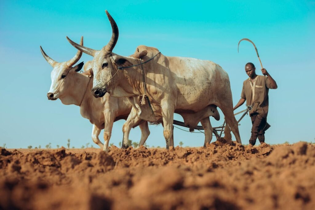 Pilar Alberola Candasnos