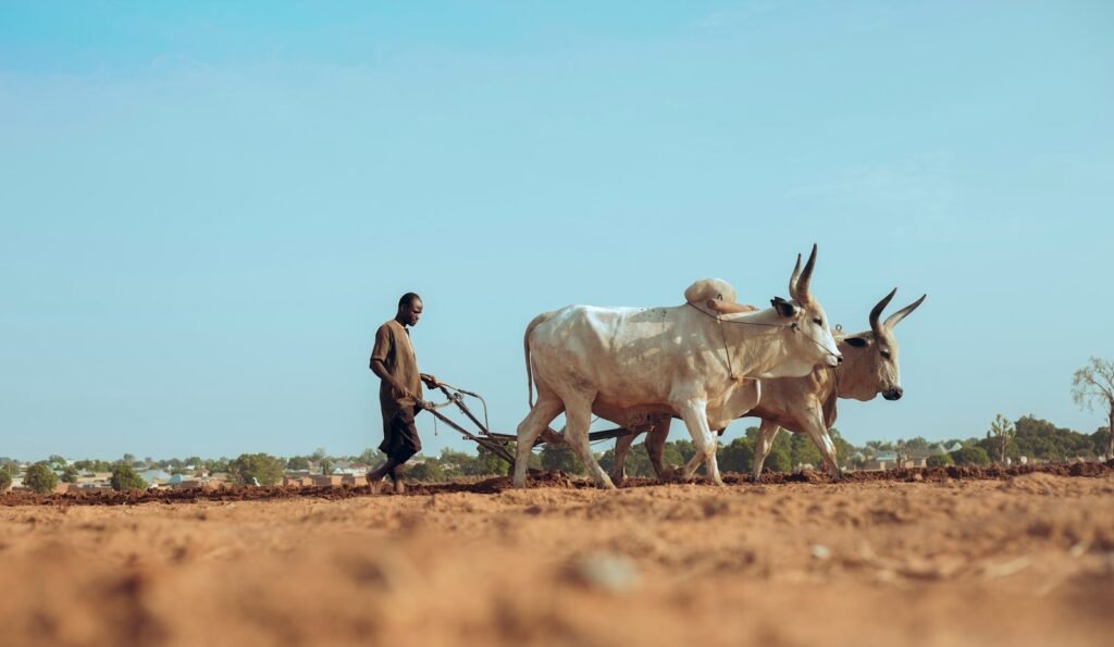 Pilar Alberola Historia Candasnos A farmer guides two oxen to plow a rural field under a clear blue sky.
